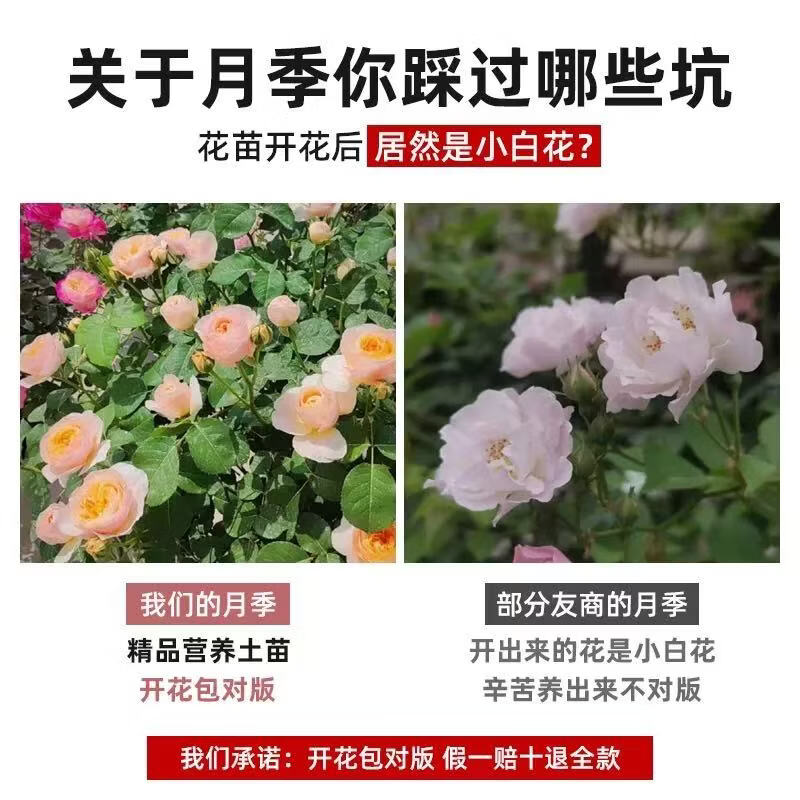 墨薰槿瑞典女王月季花中苗四季开花盆栽阳台灌木花园室外浓香切花玫瑰 天荷繁星中苗【大花浓香，月月开多分支】 高度35厘米左右【21*17】种植杯