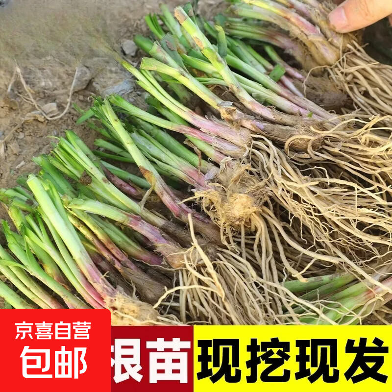 韭菜根苗现挖宽叶紫根韭菜苗紫红根四季阳台盆栽种菜籽绿色蔬菜苗 韭菜根50颗（试种）