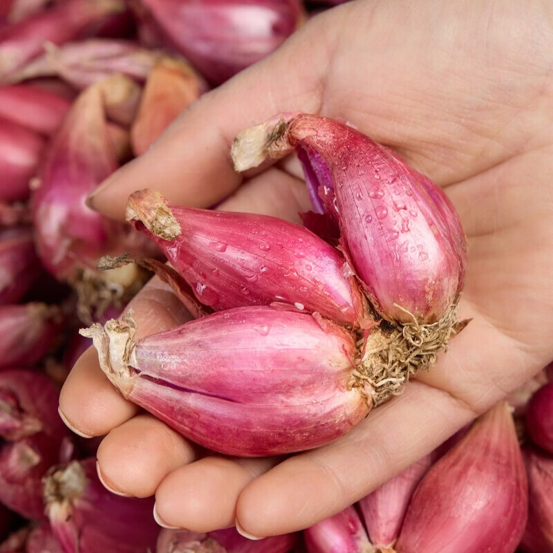 北森南屿四季小香葱种头四川葱种葱种子种籽小葱葱头红葱本地火葱头种批发 红葱头5斤