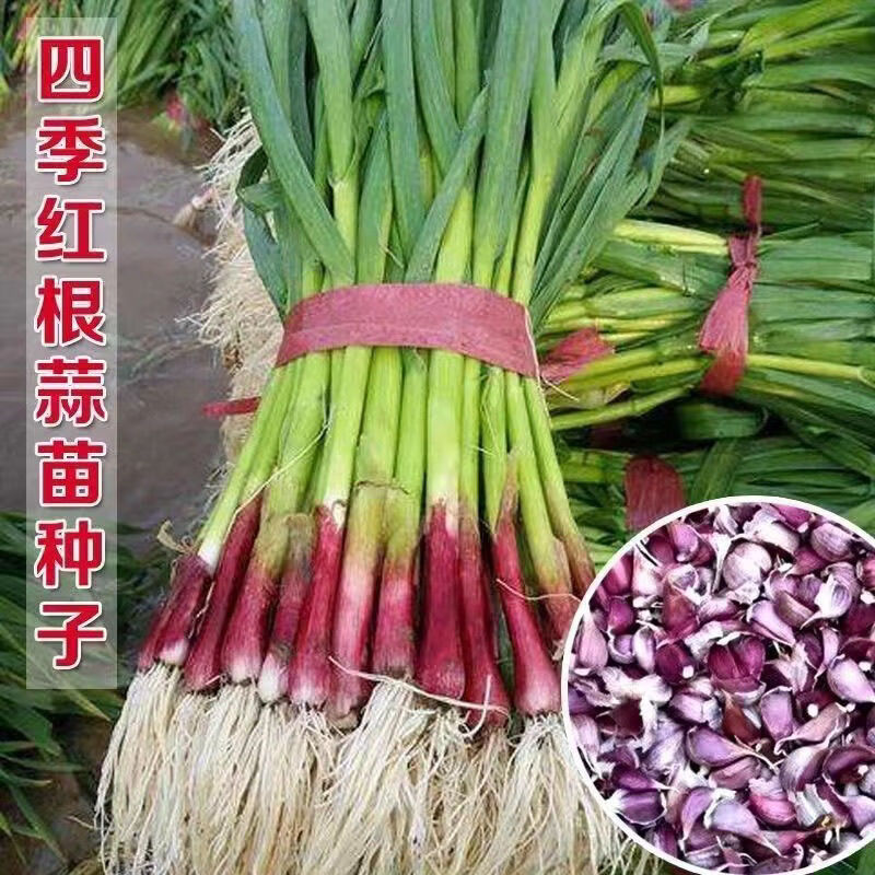 红根蒜苗蒜瓣种子本地红皮大蒜紫皮大蒜种子出蒜苔红根蒜苗香蒜瓣