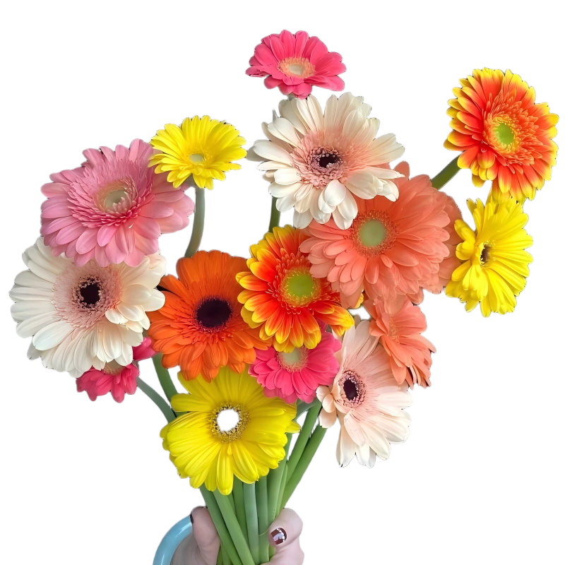 与花同行非洲菊鲜插花弗朗鲜花扶郎花太阳花居家客厅水养易活好养云南直发 【买10枝送10枝防损耗】随机单色非洲菊-短枝 20-25cm单联系客服领取养护