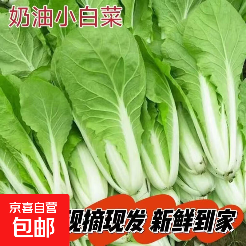 新鲜毛白菜 农家自种小白菜 当季青菜 现摘现发时令蔬菜 净重1斤