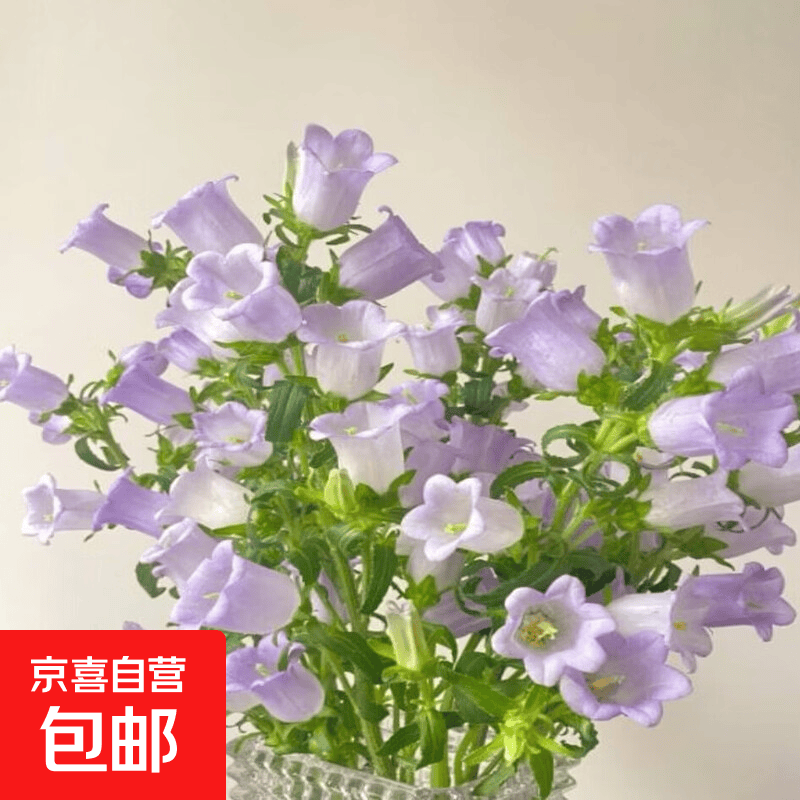 风铃花鲜花家用插花水养花束鲜花卉云南基地直发昆明 风铃随机单色1扎