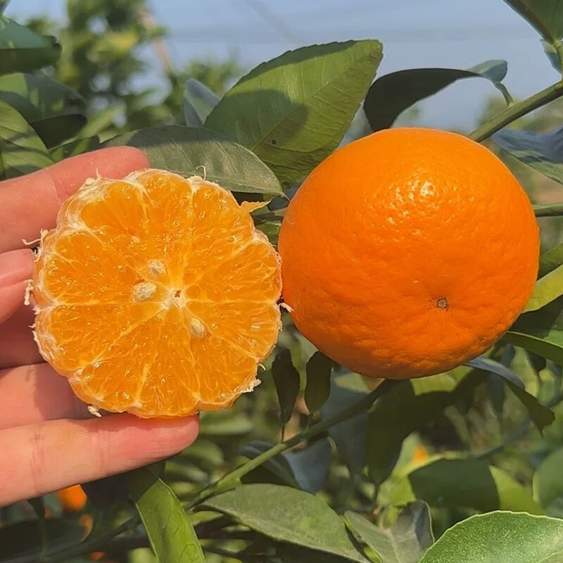 uncle lemon沃柑果园现摘老树甜有籽高山水果新鲜产地直发四川特产水果沃柑 单果（50-85mm）老树果园 高山种植 越大越甜 原生态 整箱10斤果王（净重8.5-9斤，单果80mm以上）