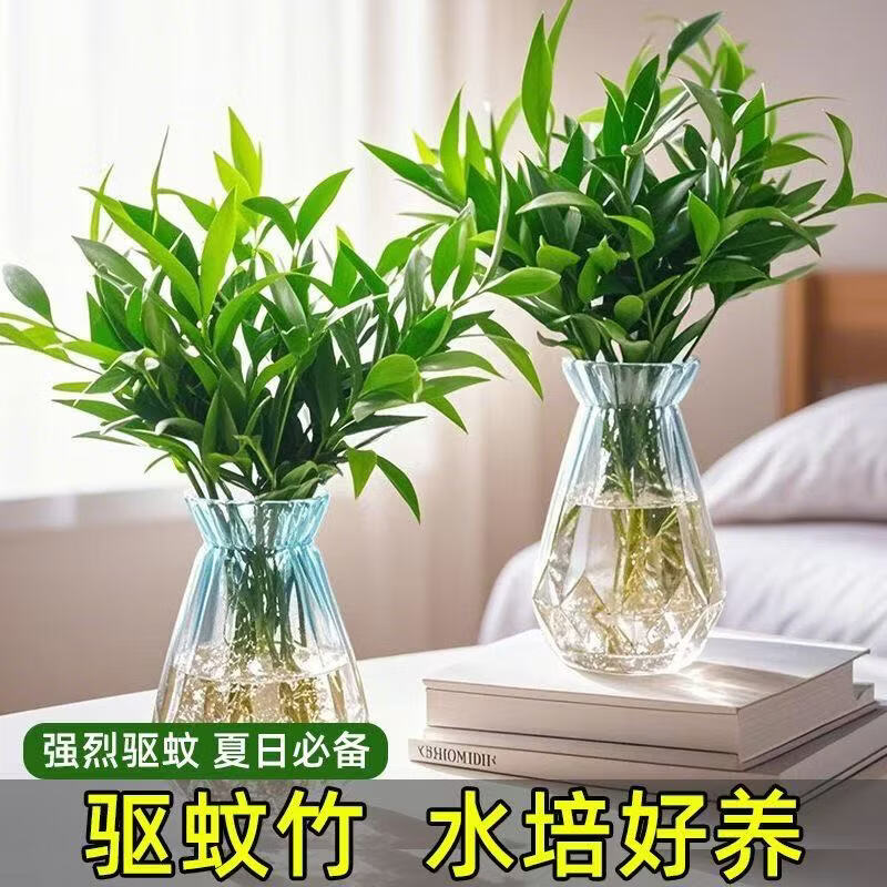 恰意驱蚊竹柏水培绿植客厅室内盆栽办公室工位桌面装饰摆件植物 驱蚊竹柏 带根好养 夏日必备 20-25厘米-6棵+招财运挂签【不带瓶】