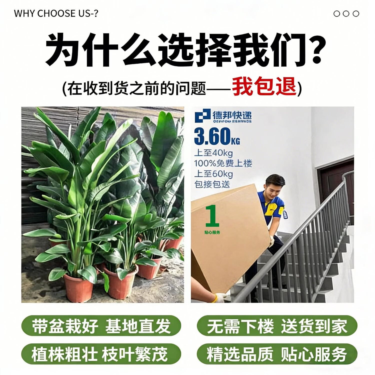 雅致天堂鸟盆栽室内客厅大型绿植办公室大叶植物花卉鹤望兰新房去甲醛 精品天堂鸟1.4-1.6米【白色罗马柱树脂盆】