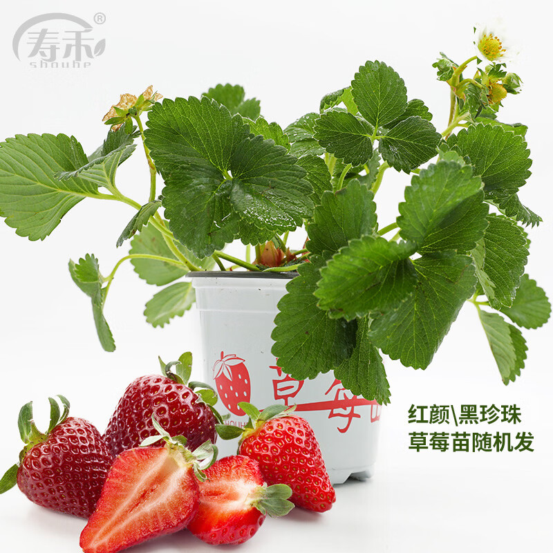 寿禾草莓苗带土发货大苗寿光大型苗场四季带盆栽好冬春季批发奶油秧苗 【带土带盆补贴款】草莓苗1盆