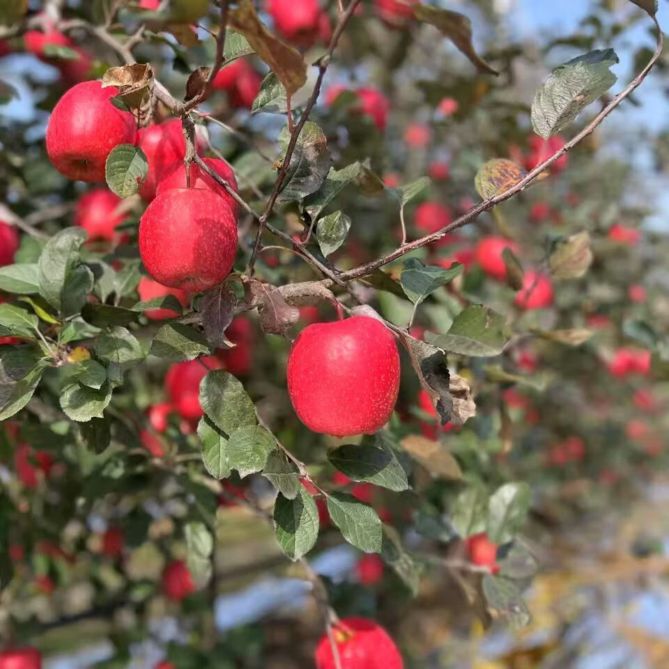 享佳恬正宗云南昭通樱桃小苹果新鲜脆甜冰糖心迷你苹果红富士整箱 净重3斤双网套60mm【新鲜采摘】