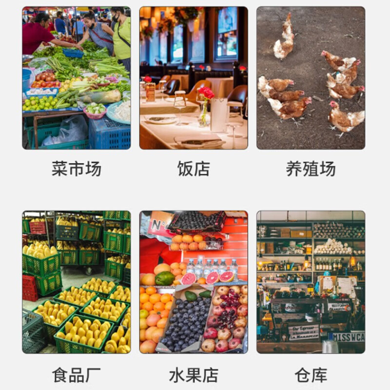 猫山王（musang king）强力粘蝇纸板苍蝇贴家用粘苍蝇捕蝇器灭苍蝇家庭养殖场粘灭苍蝇虫 100张升级装+10袋诱饵