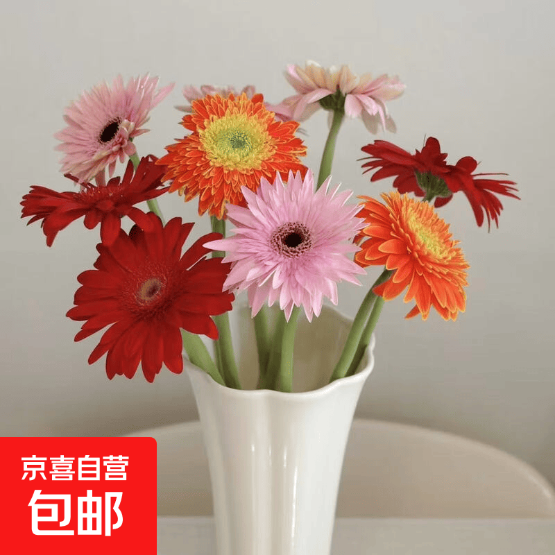 非洲菊鲜花新鲜采摘基地直发水养易养护多色38女神妇女节生日礼物 随机混色16支+4支防损