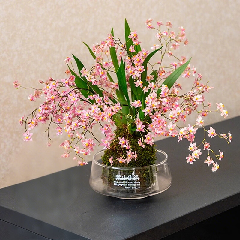 劉閣蘭花5色可选 水培梦香兰花苗带盆发货香水文心兰奶油味室内花卉盆栽草 粉色文心兰4苗年底开花 带焦绿玻璃盆