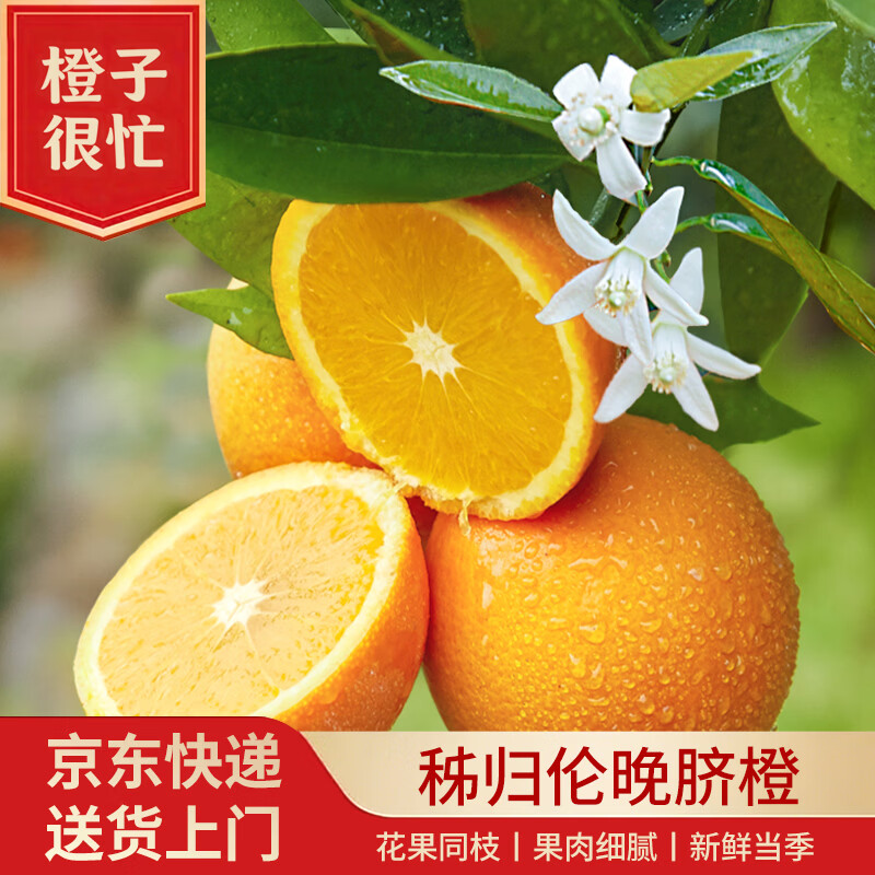 橙子很忙湖北秭归伦晚脐橙 当季鲜橙 产地现摘现发 净重5斤（果径65）