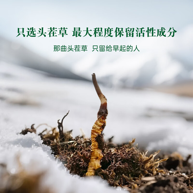 藏汐堂【西藏发货】那曲野生冬虫夏草 新干虫草滋补品 送长辈营养品礼盒 4条/克 40条*1盒 10克【热销款】
