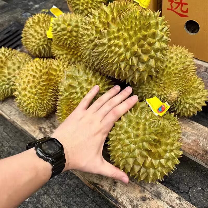 泰国进口精品榴莲金枕鲜果软糯香甜核小肉多正 【巴掌小榴莲】单果1.5-2斤(保3