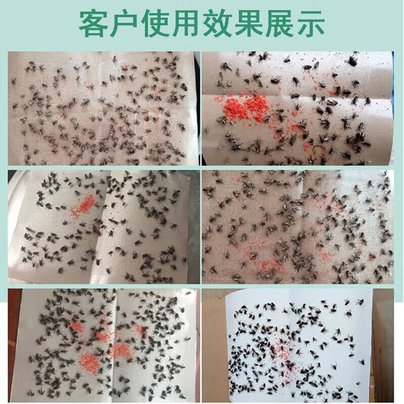 猫山王（musang king）强力粘蝇纸板苍蝇贴家用粘苍蝇捕蝇器灭苍蝇家庭养殖场粘灭苍蝇虫 100张升级装+10袋诱饵