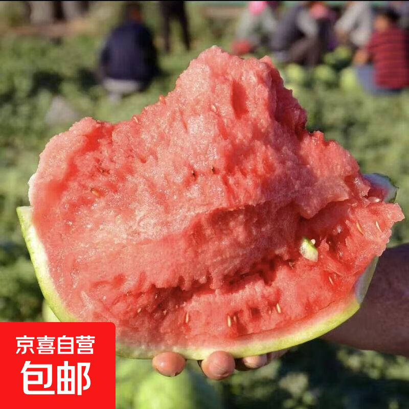 脆甜爆汁 云南无籽美都麒麟瓜 新鲜采摘 产地直发 个别少籽 5-6斤【1个装】