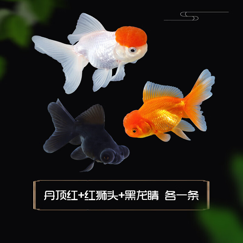 墨一观赏鱼金鱼活鱼金鱼活体淡水冷水好养招财小型锦鲤鱼锦鲫鱼草金鱼