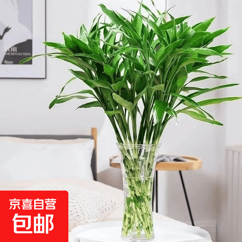 富贵竹水培植物室内招财绿植插瓶插花净化空气办公桌面转运竹 富贵竹75cm8支