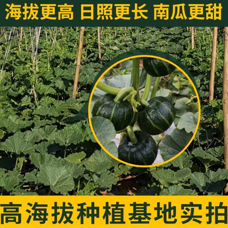 黔婆婆正宗贝贝南瓜板栗香小南瓜软糯香甜宝宝辅食老南瓜早餐新鲜蔬菜 【单果200g起】贝贝南瓜 4.5斤 （净重）