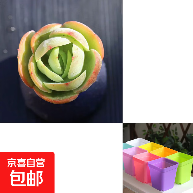 多肉植物小盆栽仙人球绿植带盆办公室桌面室内植物花卉幼儿园礼物 鸡蛋碧桃1颗+彩色塑料方盆+营养土