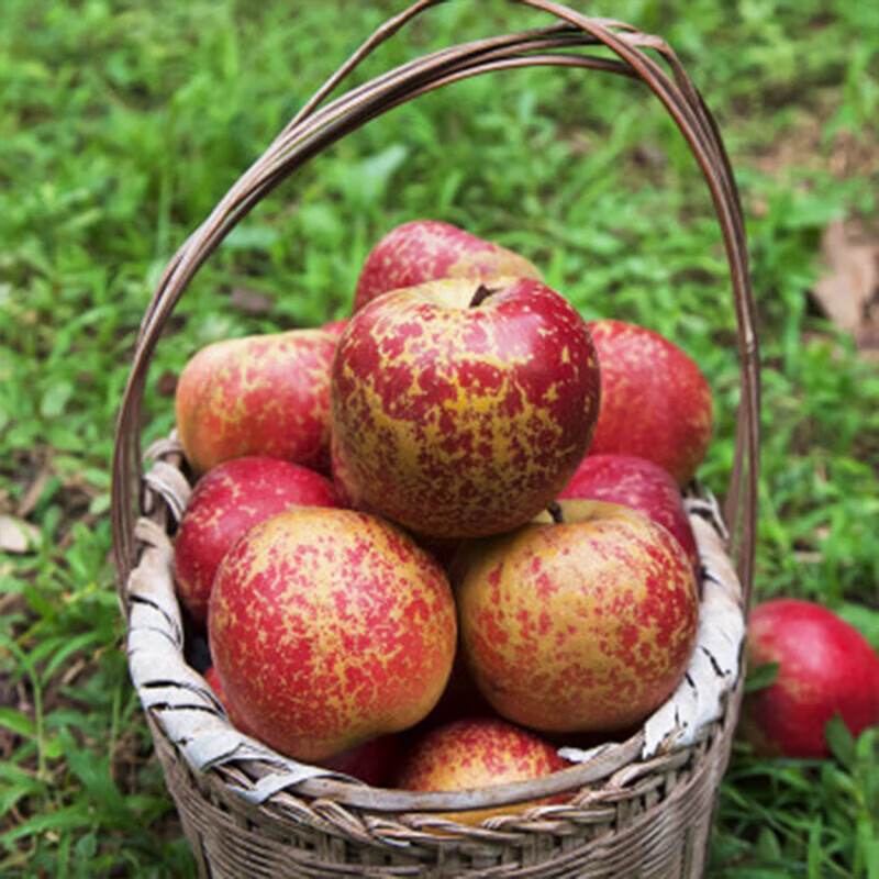鑫果伴正宗大凉山高原丑苹果脆甜当季新鲜水果盐源红富士冰糖心 净重4斤单果60mm+