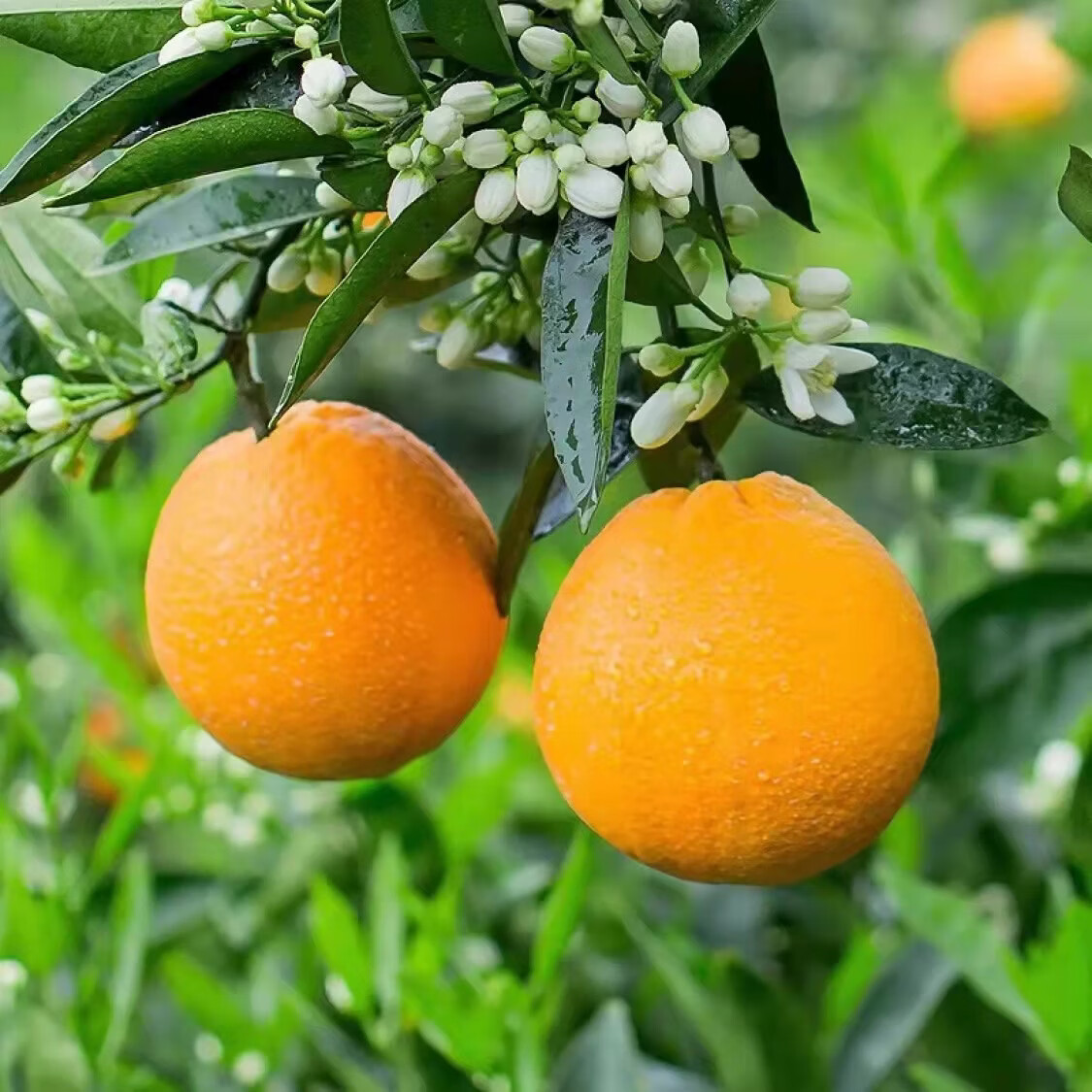 橙子很忙湖北秭归伦晚脐橙 当季鲜橙 产地现摘现发 净重5斤（果径65）