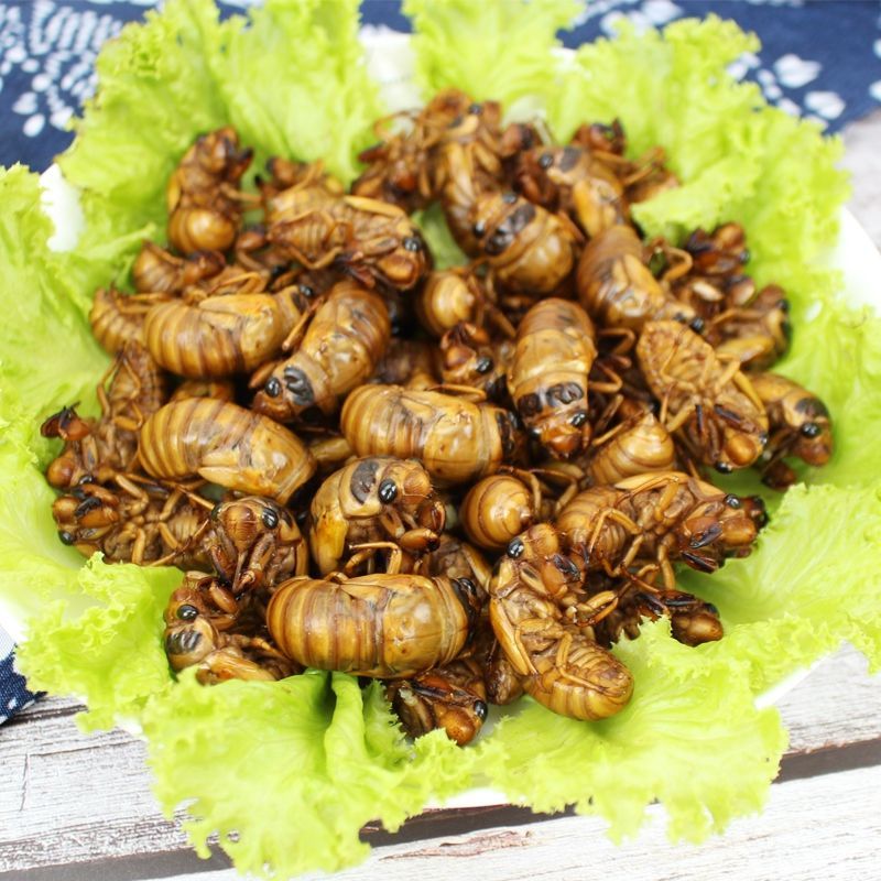 野生金蝉知了猴新鲜鲜活冷冻爬叉猴河南特产知了蝉蛹虫子美食蚕蛹