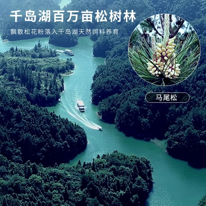 源外园千岛湖胖头鱼活鱼到家 花鲢胖头鱼 大头鱼鲜活乌鲢鱼鳙鱼淡水特产 4-5斤活鱼【包活到家】