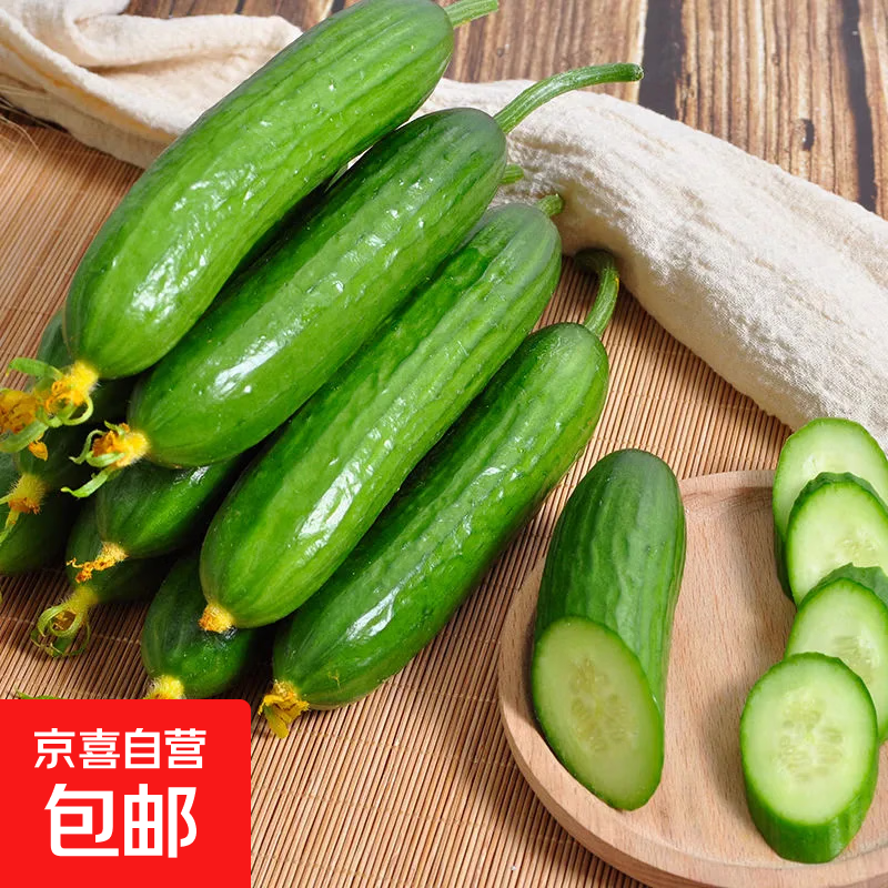 山东水果黄瓜素食首选现摘现发绿色健康鲜甜可口老少皆宜 无刺小黄瓜 4.5斤