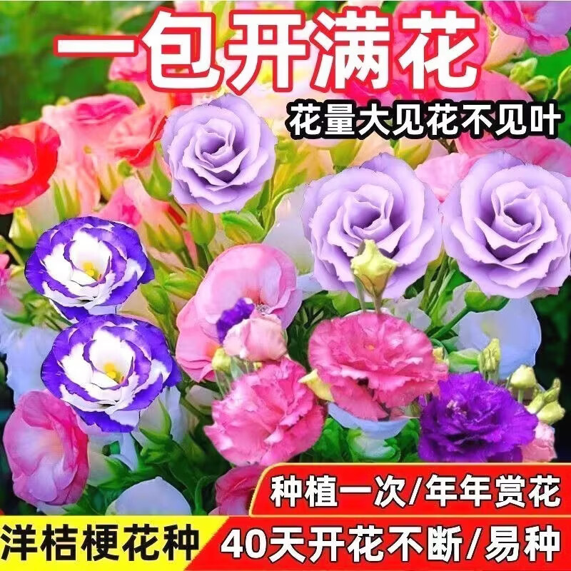 四季播种洋桔梗花重瓣开花易活庭院室外阳台混色101 重瓣洋桔梗花种子混合1000粒