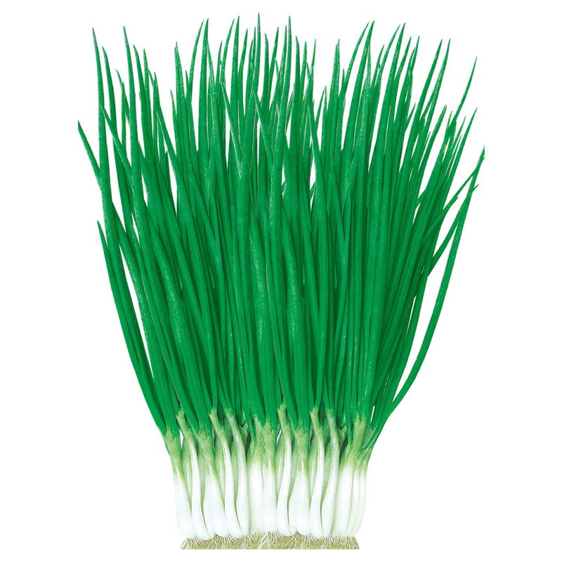 四季小葱种子室内盆栽香葱春夏秋冬四季播种田园蔬菜种子 小葱种子3包 无规格