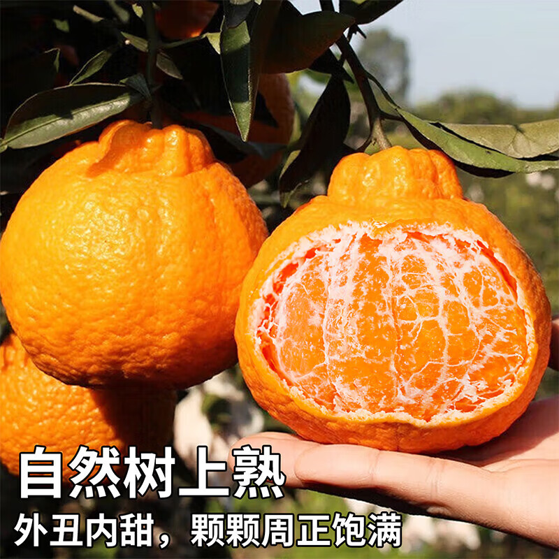 果食鲜丰四川不知火丑橘柑橘丑柑丑桔子新鲜水果整箱现摘现发当季时令水果 净重4.5-5斤精品果【70-75mm】