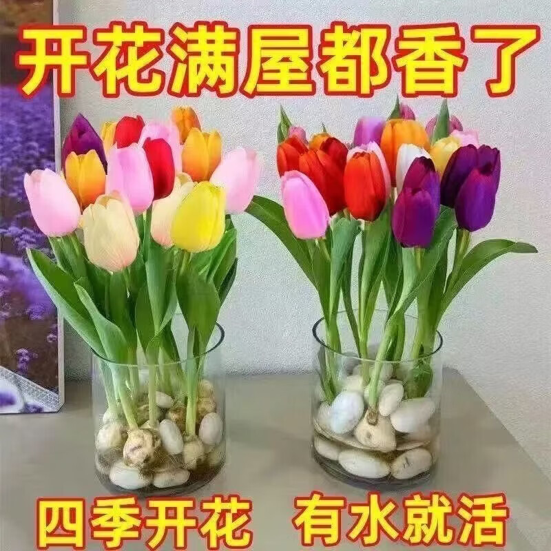 清洁YANG 郁金香种球水培 混色4颗+营养液+水培塑料盆+定值篮