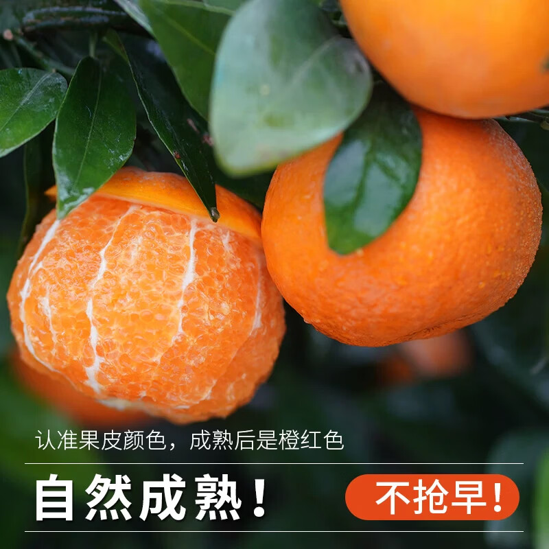 uncle lemon沃柑果园现摘老树甜有籽高山水果新鲜产地直发四川特产水果沃柑 单果（50-85mm）老树果园 高山种植 越大越甜 原生态 整箱10斤果王（净重8.5-9斤，单果80mm以上）