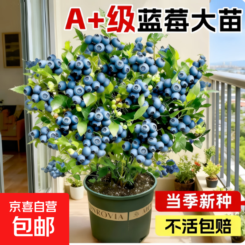 蓝莓树果苗盆栽特大号室内外蓝梅苗地栽阳台四季南北方种植果树苗 薄雾蓝莓 小苗【高度20cm左右】