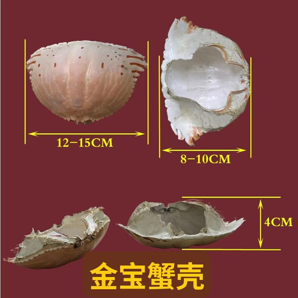 鸿鑫水产面包蟹壳12-15CM蟹宝壳50个/箱芝士焗蟹宝寿司料理商用厂家直发 10-12CM面包蟹壳50个/箱