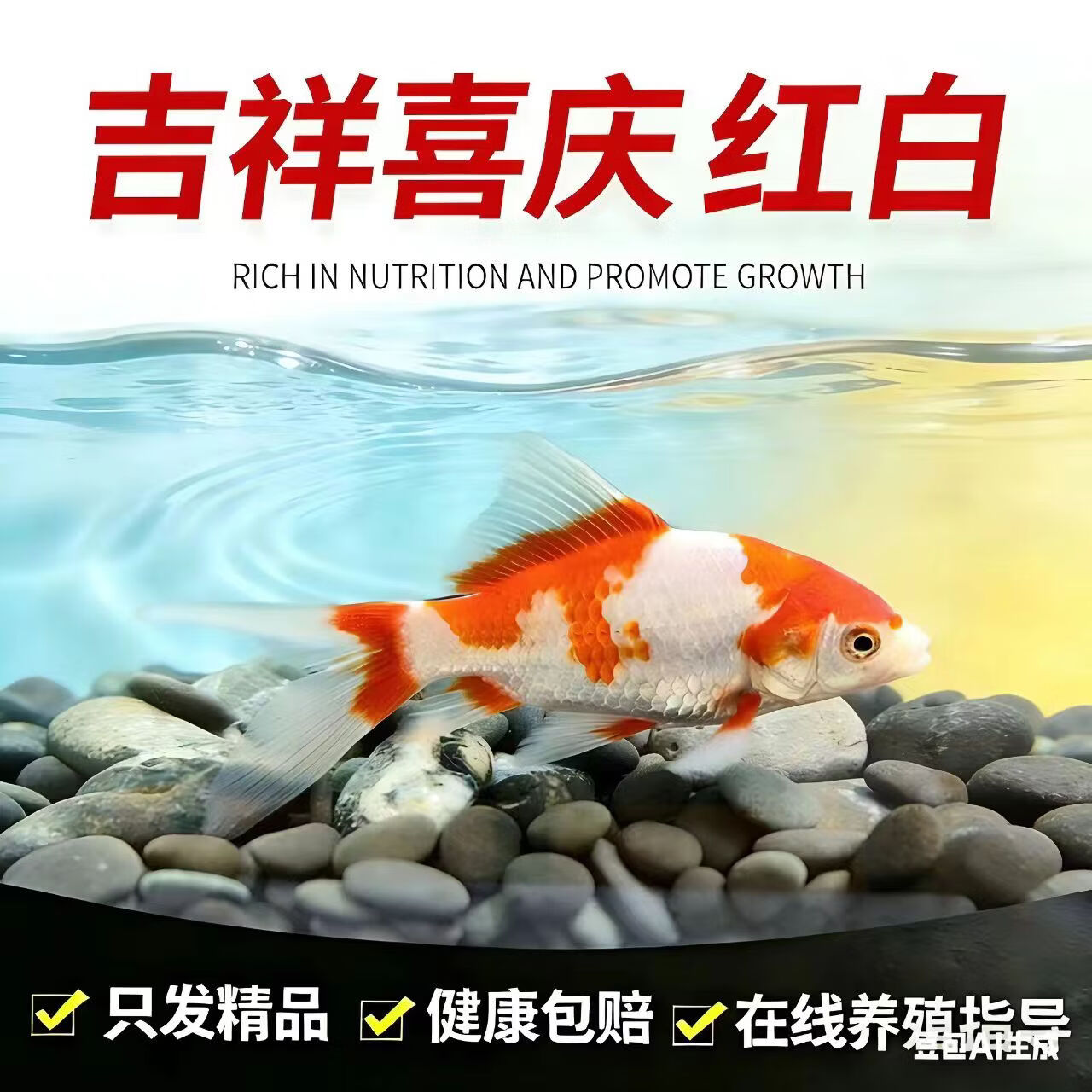贝冠奇 冷水观赏鱼锦鲤鱼小金鱼草金鲫鱼淡水鱼宠物鱼活体闯缸鱼 红白