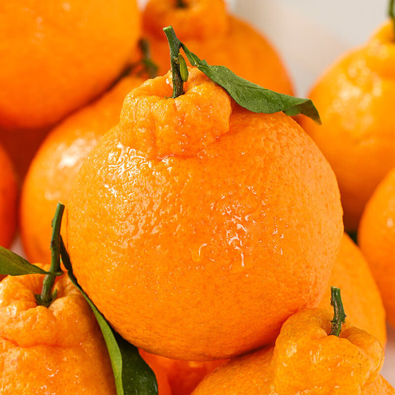 甄乡田四川不知火丑橘新鲜水果应季现摘整箱孕妇水果丑柑丑八怪柑桔橘子 四川丑橘净重4.5斤/单果80mm+