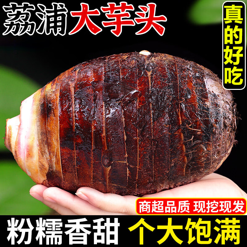 粤迎广西荔浦大芋头【闪送-多地次日达】现挖香芋粉面根茎类新鲜蔬菜 5斤分享装【源头直发】净5斤 SS+级巨无霸果王【单果1000g+】香甜粉糯