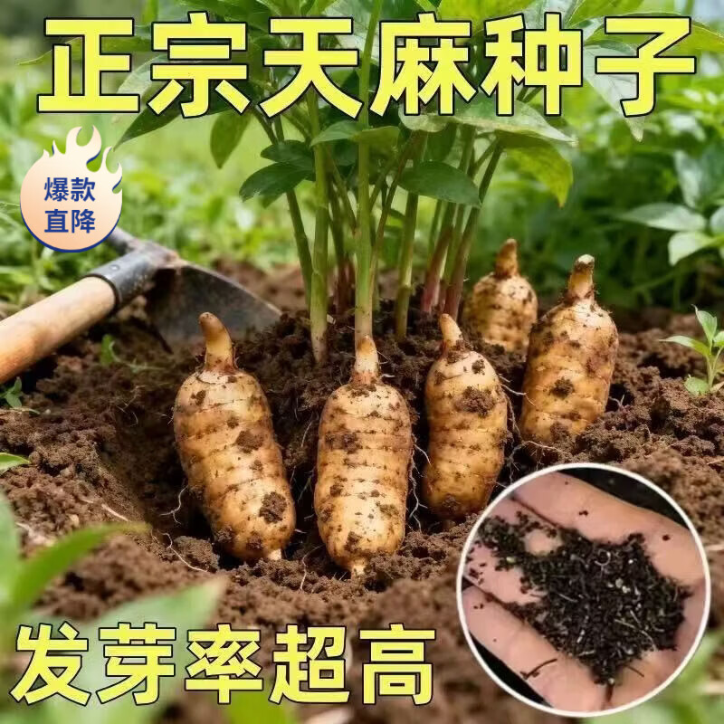 天麻种子野生高产野生天麻种子高发芽率阳台盆栽秋冬种植高产中药 【发芽率高】3包 活动中 288粒*1袋 当季新种 撒籽即活 【天麻种子】