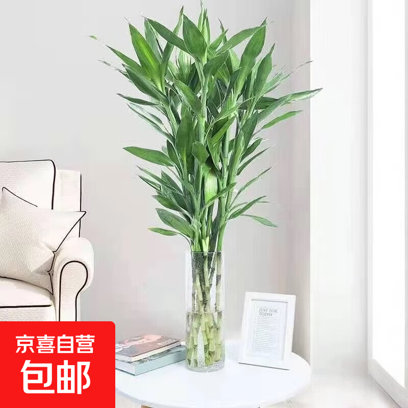 富贵竹水培植物室内招财绿植插瓶插花净化空气办公桌面转运竹 富贵竹65cm5支