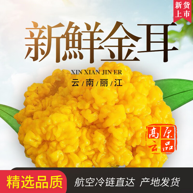 高原云品【新鲜金耳菌】新鲜菌菇  云南鲜菌菇   新鲜速达 1000克 京东折扣/优惠券