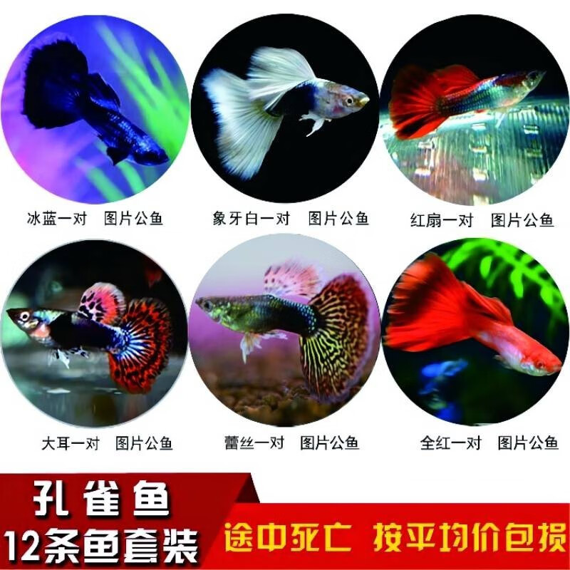 京东水族活体价格曲线软件|水族活体价格走势