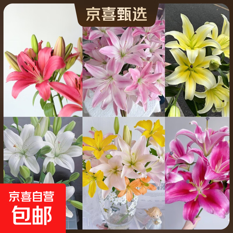 百合鲜切花云南基地现采现发真花瓶插水养38女神妇女节1 随机香水百合6-8朵