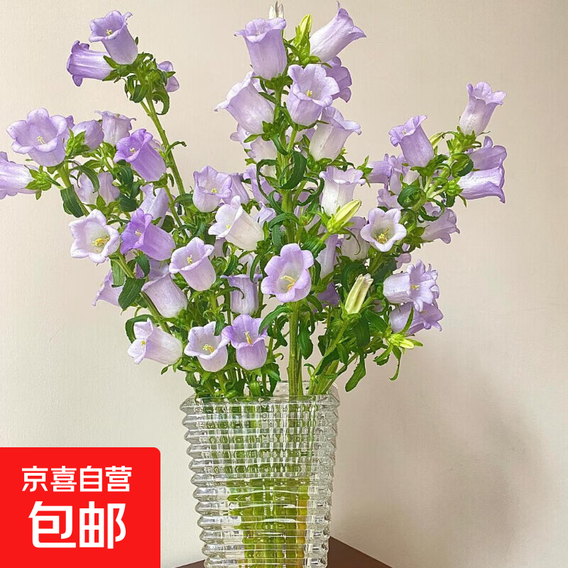 云南鲜花风铃花随机色送老师女友家人朋友节日礼物1 风铃花2扎（京东快递）