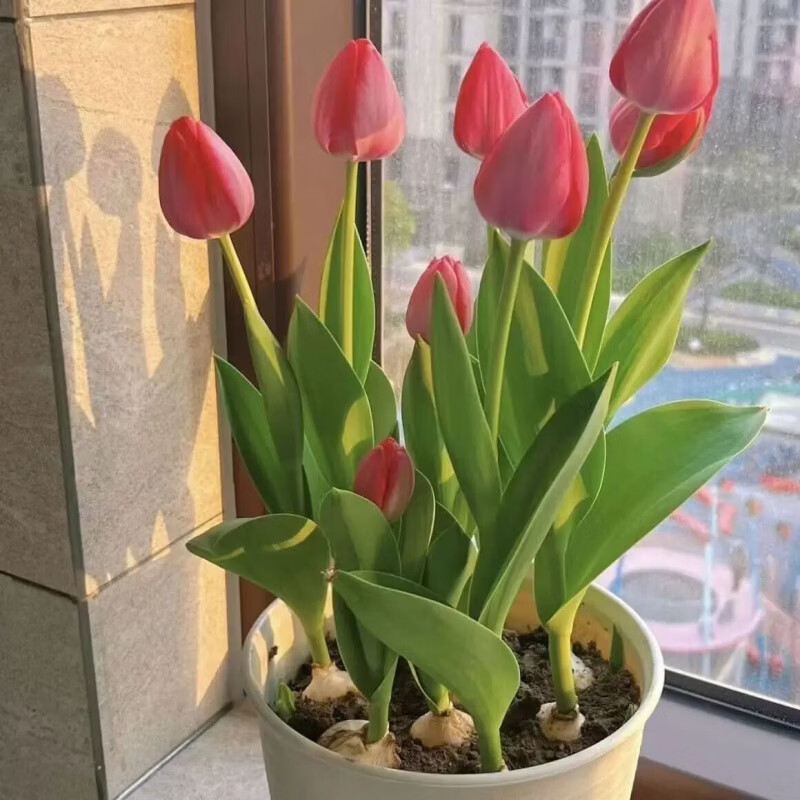 清洁YANG 郁金香种球水培 混色4颗+营养液+水培塑料盆+定值篮