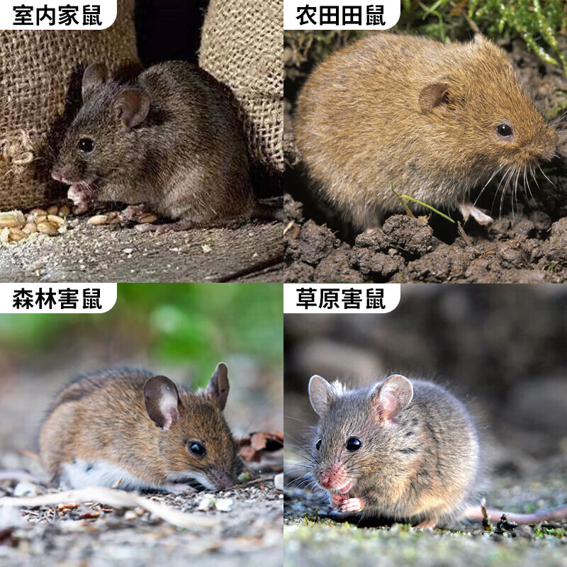 洛圣老鼠特效药三步一闻就到家用室内室外杀老鼠强效一窝端灭耗子饵剂 【金榜TOP1】特效灭鼠药3袋