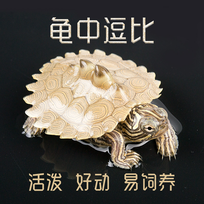 地图龟活体深水观赏龟网红小乌龟活体小宠密西西比黑瘤地图龟 地图5