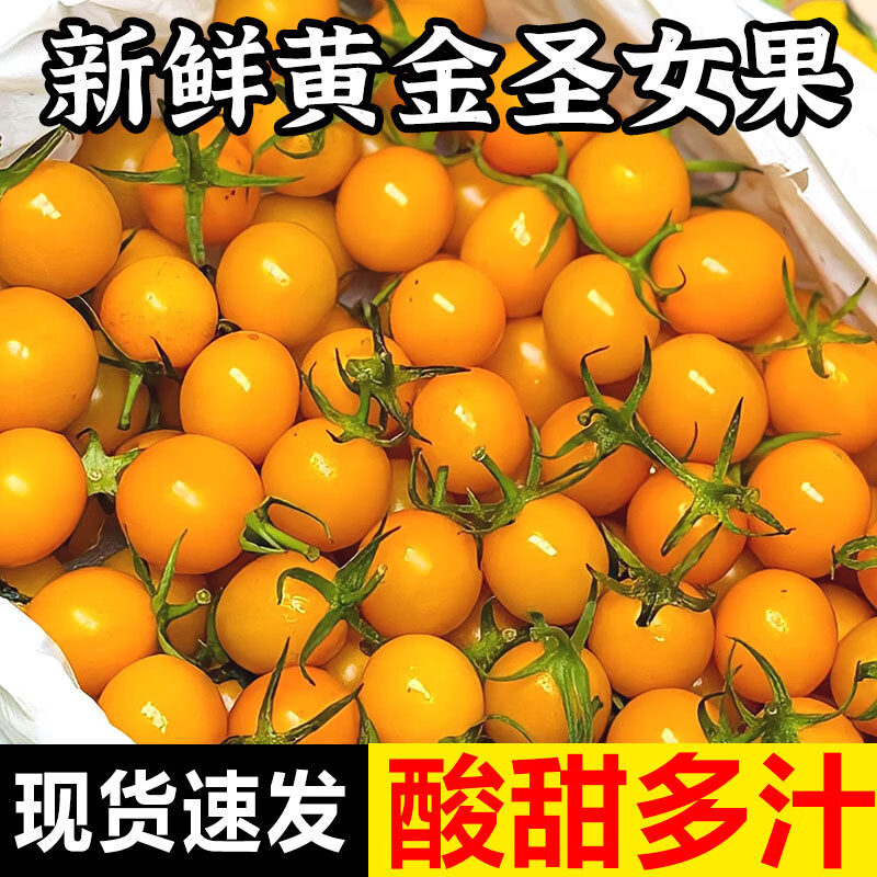 新鲜黄金圣女果现摘现发5斤黄色水果3小番茄樱桃小番茄农家 【黄色圣女果】精选装 1斤 5斤