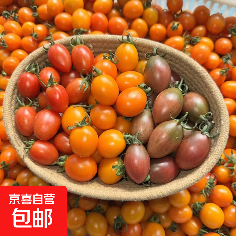 三色番茄福建新鲜水果番茄蔬菜西红柿圣女果青甜迷恋柿子现摘现发 带箱5斤（净重4.9斤）